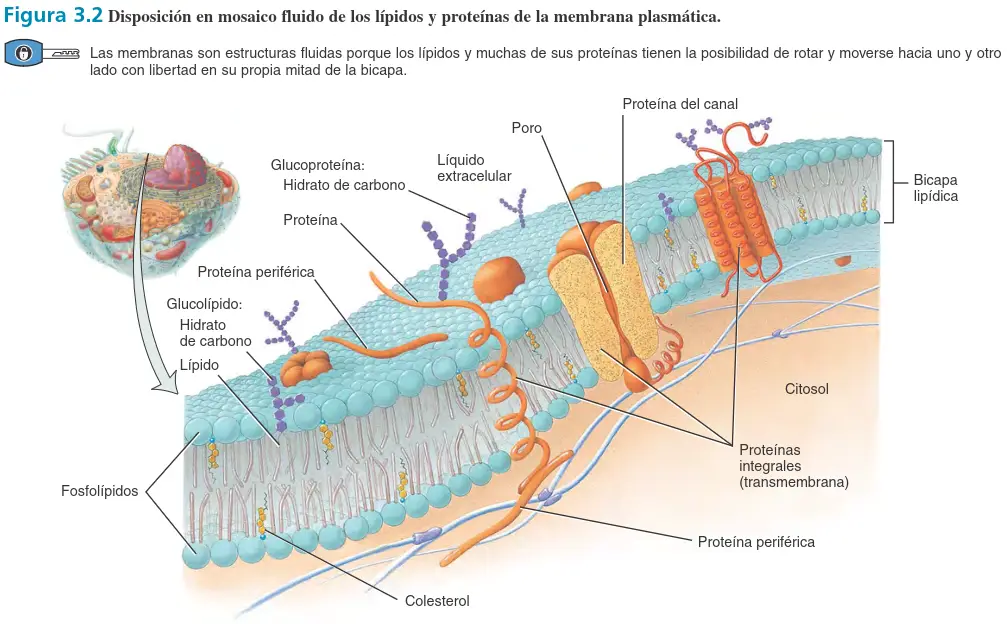 Membrana plasmática
