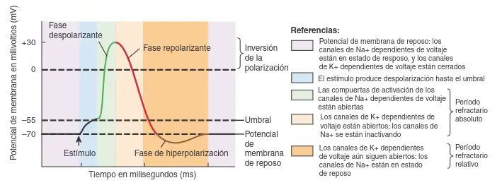 Fases del potencial de acción en función del voltaje.